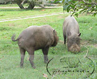 Bako National Park - Sarawak