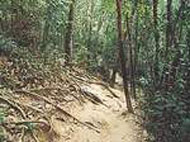 Ulu Bendol Forest Reserve