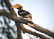 Birdwatching in Langkawi
