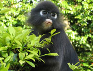 Penang Botanical Gardens