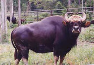 Kuala Selangor, Selangor