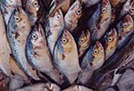 Kuala Selangor, Selangor