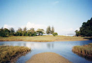 Mangrove Sunset Cruise