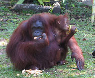 Semengoh Wildlife Rehabilitation Centre