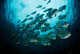 underwater