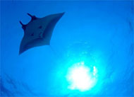 Layang Layang Island - Sabah, Borneo