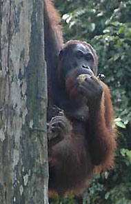 Kinabatangan Wildlife Sanctuary & Sukau