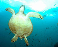 Selingan Turtle Island - Sabah, Borneo