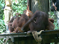 Sepilok Orangutan Rehabilitation Centre