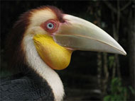 Earth Lodge ~ Ulu Muda Forest Reserve, Kedah