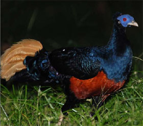 crested fireback