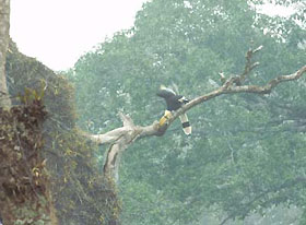 hornbills in the morning