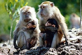 macaque mothers