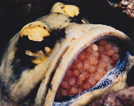 jawfish