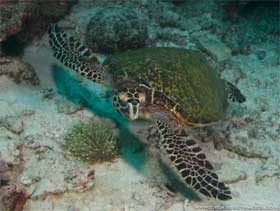 nesting areas for turtles