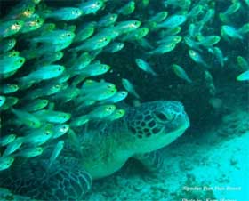 turtles and marine life abound