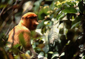 proboscis monkey