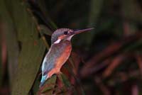 blue eared kingfisher