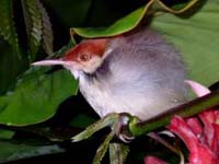 dark neck tailorbird