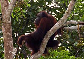 orangutan