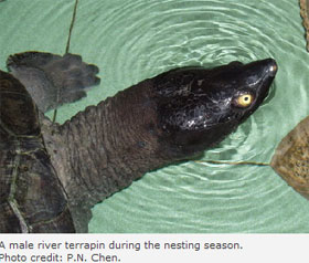 male terrapin