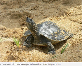 release of terrapin in 2005