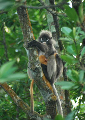 langur
