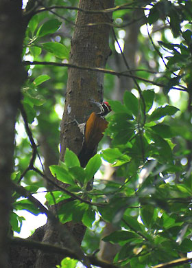 woodpecker