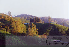 boh tea plantation, cameron highlands