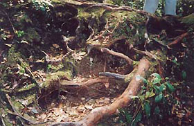 trekking in cameron highlands. steps cut into slopes strenghtened by roots