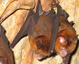 bats at gua telinga, taman negara
