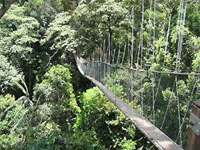 canopy walk at teresek hill, taman negara