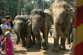 elephant centre at lanchang
