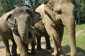 elephants at the centre