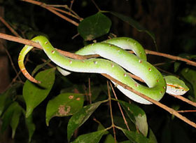 venomous pit viper resting on a branch