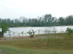 replanting mangrove trees