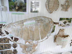 skeleton of turtle
