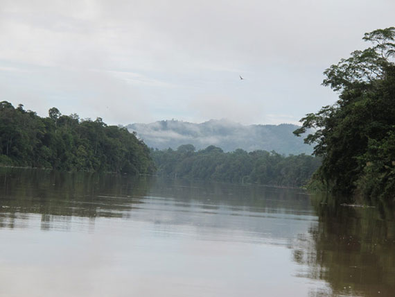 the evening scene on the kinabatangan
