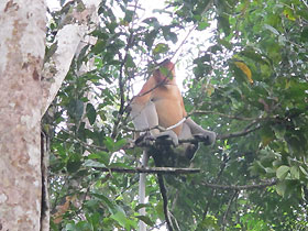 the probocsis monkeys rely on the riverine trees for their food. If this small section of the jungle goes, so do they..