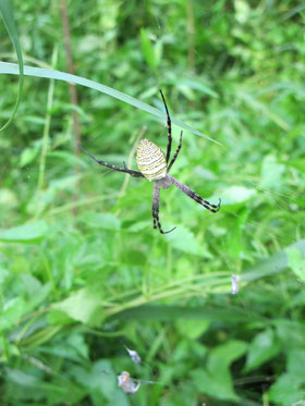 the jungle is not only home to the big animals. the small ones and insignificant ones are just as vulnerable to habitat loss and extinction as any other species