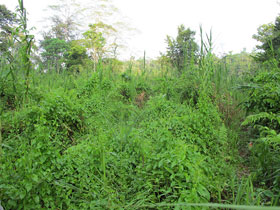so we replant logged areas with fast growing trees to replace the lost canopy
