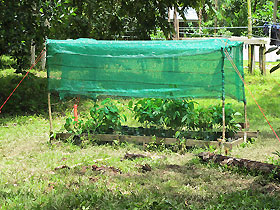 the new nursery with saplings waiting to be planted