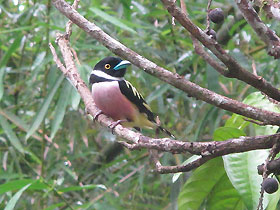 the yellow and black broadbill