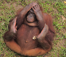 this is catherine. she's very animated and is absolutely besotted with her keeper , Leo