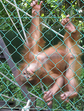 this litlle 2yr old still needs a nanny to look over him. he was orphaned at a very young age and required 24hr supervision until only recently