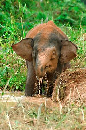 baby pygmy elephant