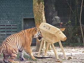 to relief boredom, volunteers come up with ideas on how to stimulate the animals 