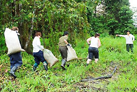mulching being collected and taken to the cleared areas 
