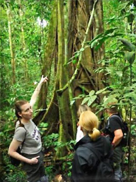 understanding what makes up the rainforest