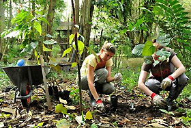 planting fast rowing tre saplings to replace the lost canopy